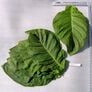 Corojo 99, Tobacco Seed - Packet thumbnail number null