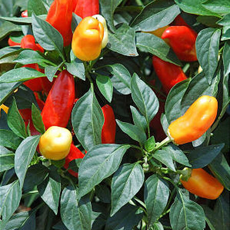 Sweet Pickle, Pepper Seeds - 1 Ounce image number null