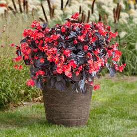 Viking XL Red on Chocolate, Begonia Seeds