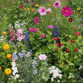 Cottage Garden Blend, Wildflower Seed