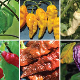 Ghost Mix, Pepper Seeds