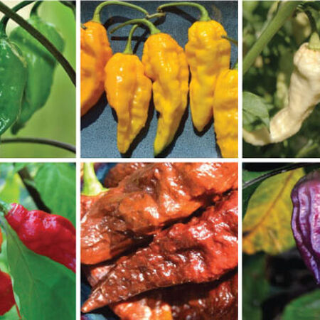 Ghost Mix, Pepper Seeds - Packet image number null