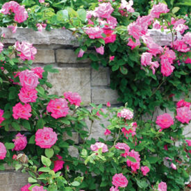 Pink Climbing, Rose Seeds