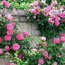 Pink Climbing, Rose Seeds - Packet thumbnail number null