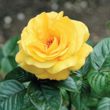 Yellow Bush, Rose Seeds - Packet image number null