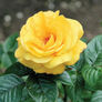 Yellow Bush, Rose Seeds thumbnail number null
