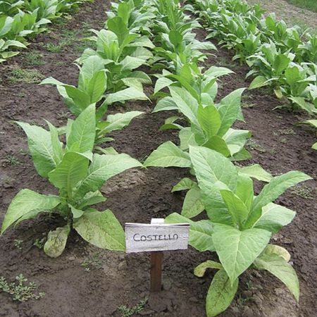 tobacco soil requirements Costello Negro, Tobacco Seed