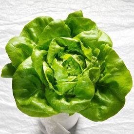 Butter King, Lettuce Seeds