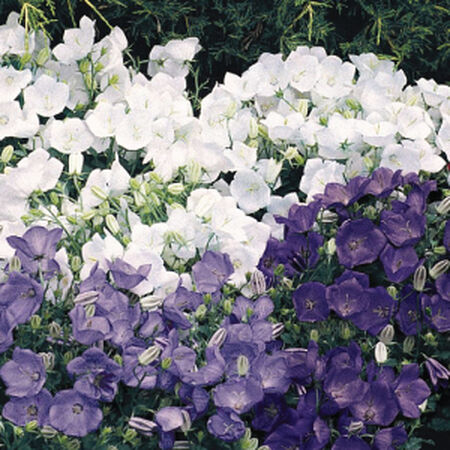 Carpatica Clip Mix, Campanula Seeds - Packet image number null