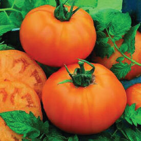 Chef's Choice Orange, (F1) Tomato Seeds