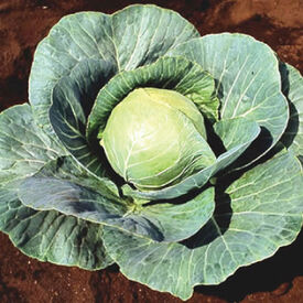 Stonehead, (F1) Cabbage Seeds