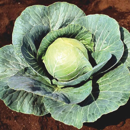 Stonehead, Cabbage Seeds - Packet image number null