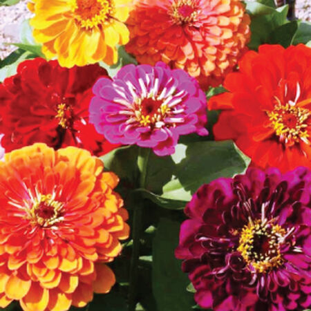 California Giant, Zinnia Seeds - Packet image number null