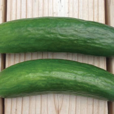 Muncher Cucumber Seeds for Planting 3 Packets