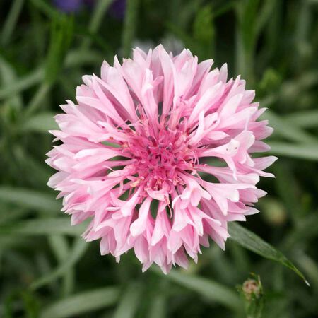 Tall Pink, Cornflower Seeds - Packet image number null