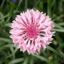 Tall Pink, Cornflower Seeds - Packet thumbnail number null