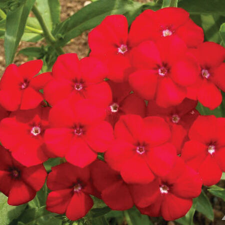 Red Annual, Phlox Seeds - Packet image number null