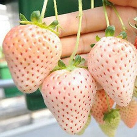 White Carolina Pineberry, Strawberry Roots - 5 Roots image number null