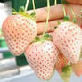 White Carolina Pineberry, Strawberry Roots - 5 Roots thumbnail number null
