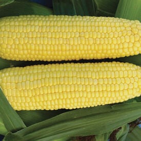 Vision MXR, (F1) Corn Seed