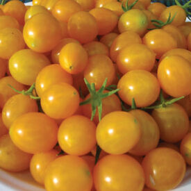 Blondkopfchen, Tomato Seeds