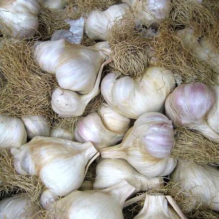 Mild French, Garlic image number null