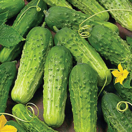 Boston Pickling, Cucumber Seeds - 1/4 Pound image number null