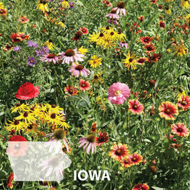 Iowa Blend, Wildflower Seed