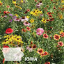 Iowa Blend, Wildflower Seed - 1 Ounce thumbnail number null