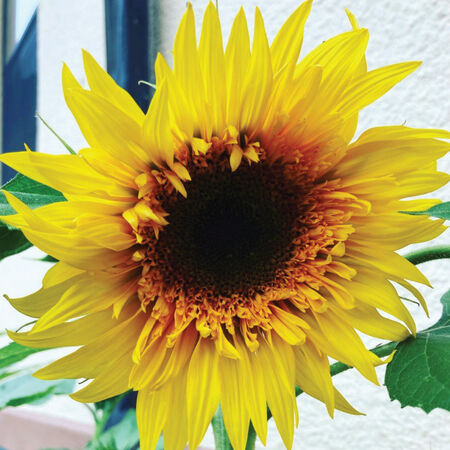 Starburst Panche, (F1) Sunflower Seeds - Packet image number null