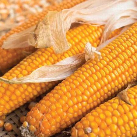 Lancaster Sure Crop, Corn Seed - Packet (1 oz.) image number null