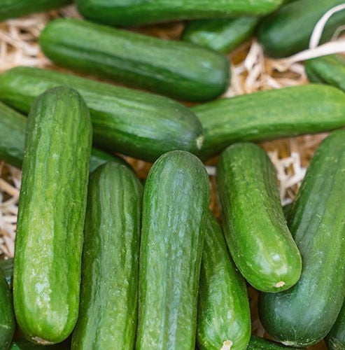 Urban Farmer Muncher Cucumber Seeds