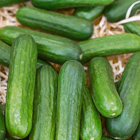 Muncher, Organic Cucumber Seeds