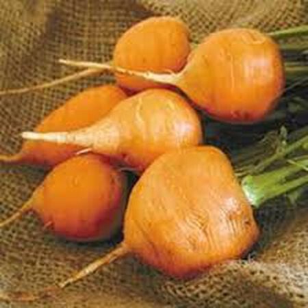 Thumbelina, Carrot Seeds - Packet image number null