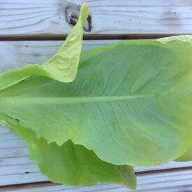 Winter Density, Lettuce Seeds