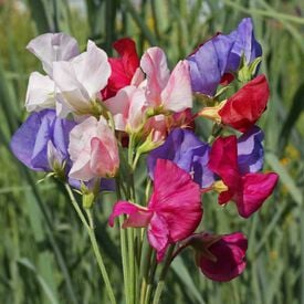 Mammoth Mix, Sweet Pea Seeds