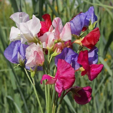 Mammoth Mix, Sweet Pea Seeds - Packet image number null