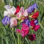 Mammoth Mix, Sweet Pea Seeds - Packet thumbnail number null