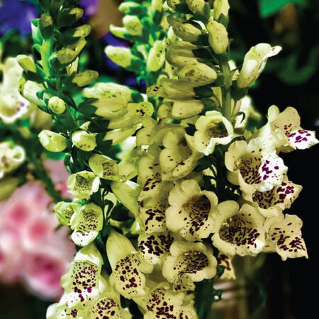 Camelot Cream, (F1) Digitalis Seeds - Packet image number null