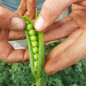 Ambassador, Pea Seeds