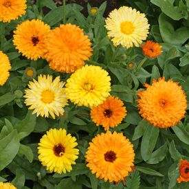 Edible Flower Mix – Hometown Seeds