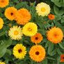 Fiesta Gitana, Calendula Seeds - Packet thumbnail number null