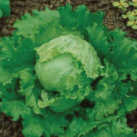 Great Lakes 118, Lettuce Seeds