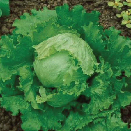 Great Lakes 118, Lettuce Seeds - Packet image number null