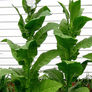 Lancaster Seedleaf, Tobacco Seed - Packet thumbnail number null