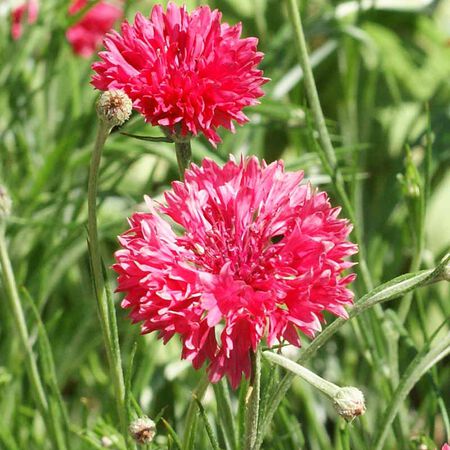 Tall Red, Cornflower Seeds - Packet image number null