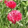 Tall Red, Cornflower Seeds - Packet thumbnail number null