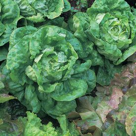 All The Year Round, Lettuce Seeds