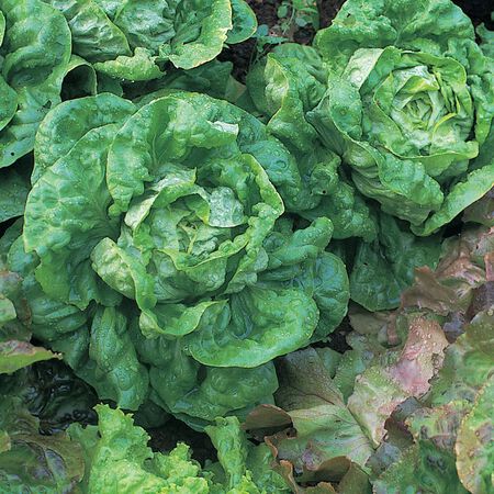 All The Year Round, Lettuce Seeds - 5 Pounds image number null