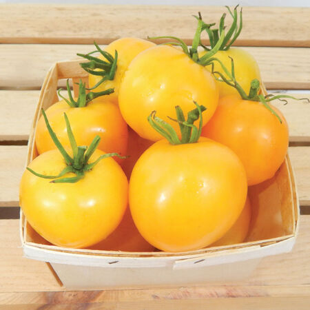 Taxi, Tomato Seeds - Packet image number null